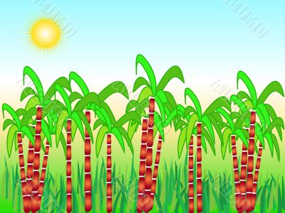 Sugarcane filed