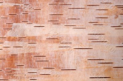birch bark4