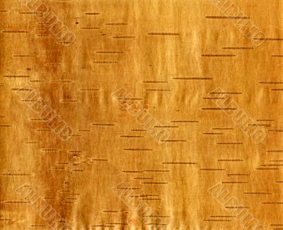 birch bark