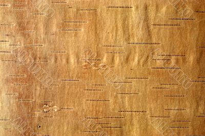 birch bark3