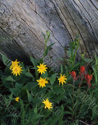 Wild Flowers & Log