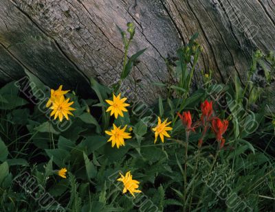 Wild Flowers & Log (H)