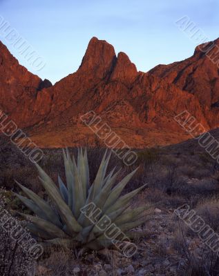 Window & Agave