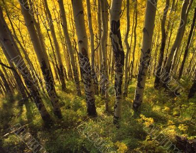 Yellow Forest