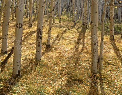 Yellow Forest Floor