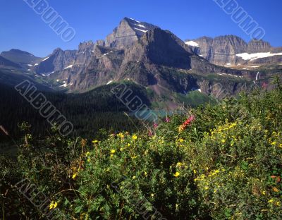 Mt Gould & Flowers