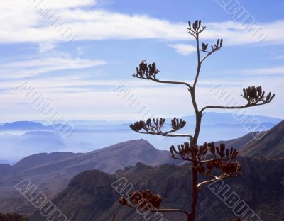 Century Plant