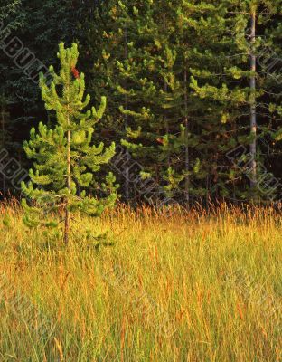 Small PineTree