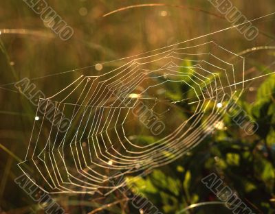 Spiderweb 2