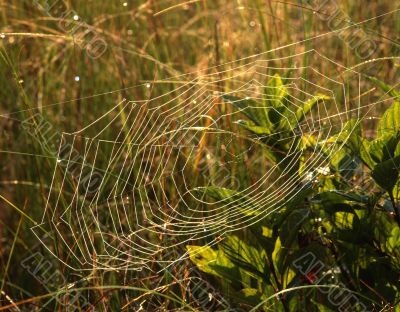 Spiderweb1