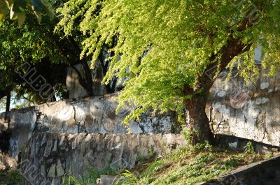 Nature at Olinda