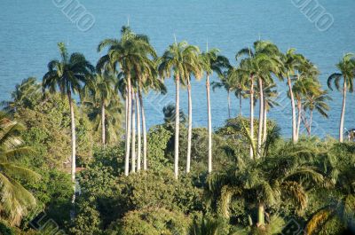 coconut palm