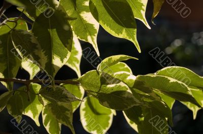 leafs