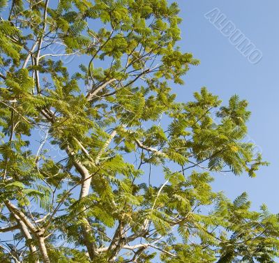 trees