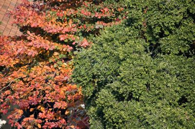 Two colours