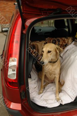 dog in car