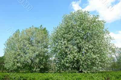 blossom