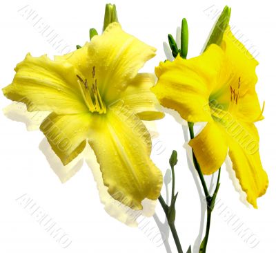 2 Yellow Lilly