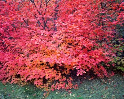 Canyon Maple Tree
