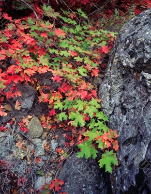 Canyon Maple Leaves & Rock