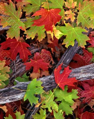 Red & Green Leaves