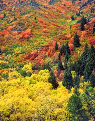 Autumn Tapestry