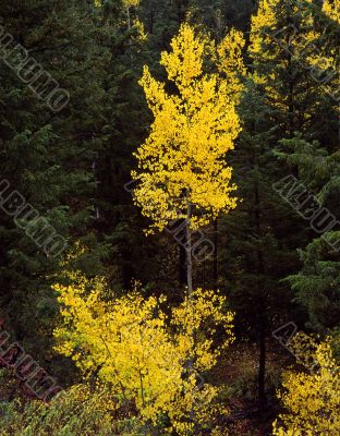 Uinta Forest Aspens