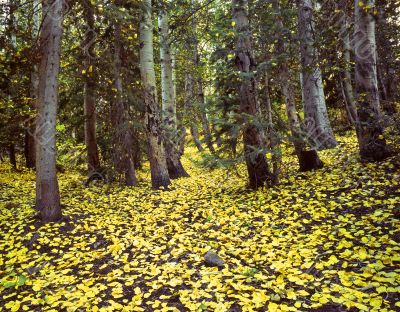 Uinta Forest Aspen Leaves