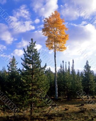 Ashley Forest Aspen