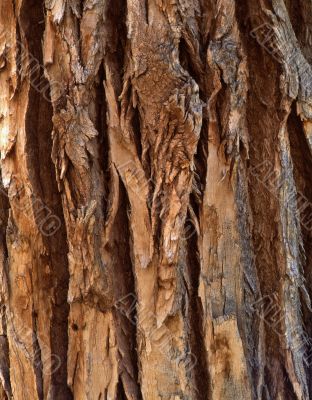 Cottonwood Tree Bark