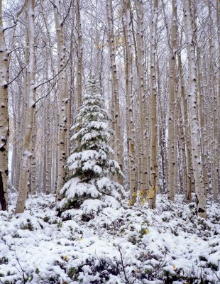 Ashley Forest Snow