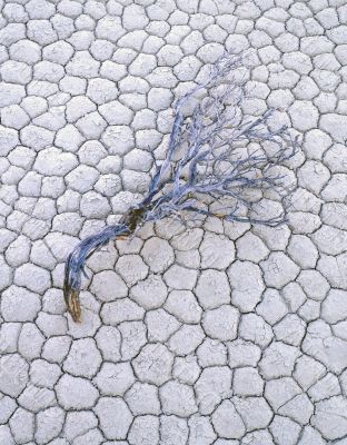 Playa & Sage Branch