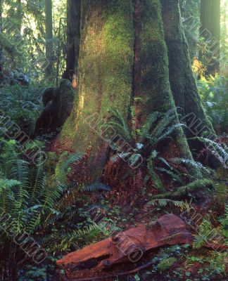 Redwood Forest