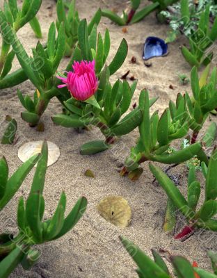 Shore Plants