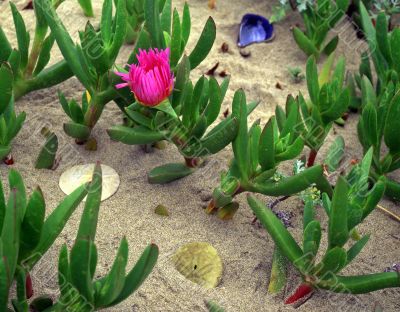 Shore Plants
