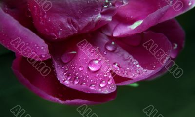 Peony in drops