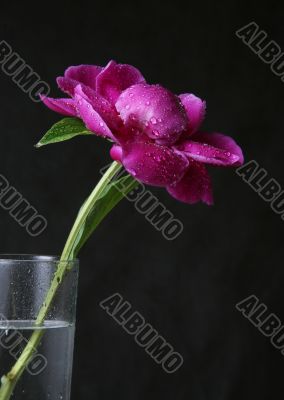 Peony in drops