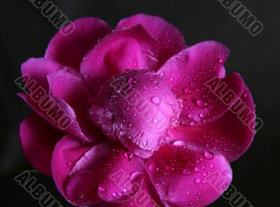 Peony in drops