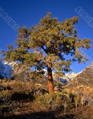 Mt Whitney & Pine Tree