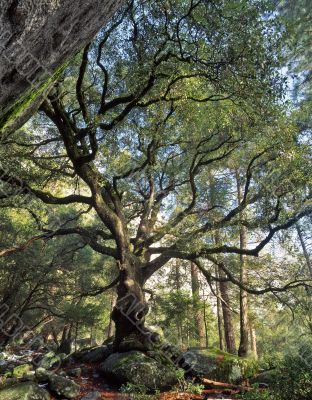 Black Oak Tree