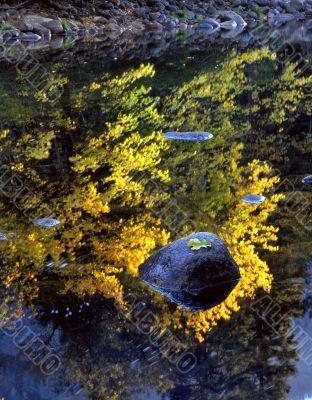 Rock & Leaf Merced River 2