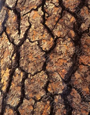 Pine Tree Bark