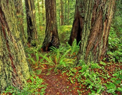 Redwood Forest 3