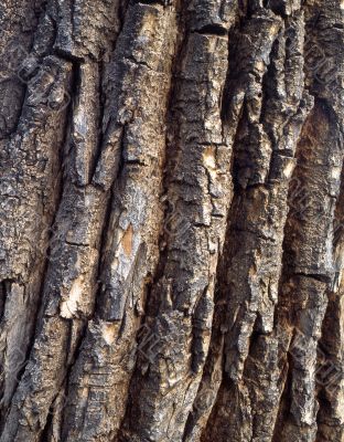 Vertical Tree Bark