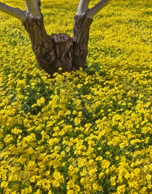 Walnut Orchard 2 (V)