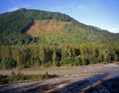 Nooksack River Clear Cut