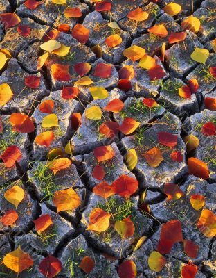 Leaves & Cracked Dirt
