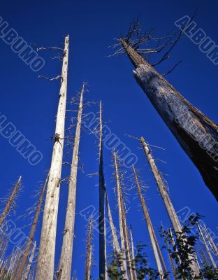 Dead Trees Mt St Hellens