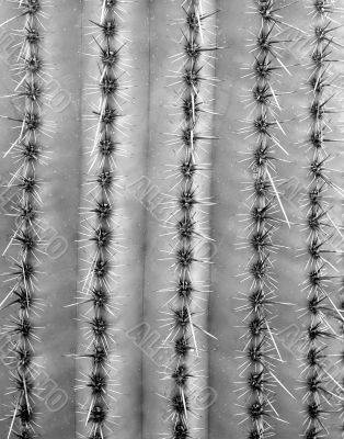 Saguaro Cactus