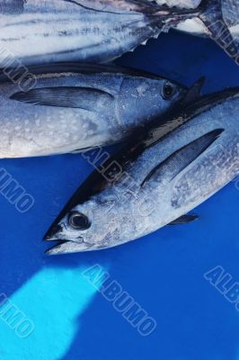 Fresh fish